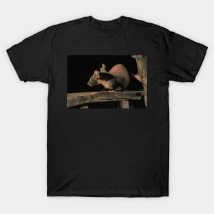 Pine marten T-Shirt